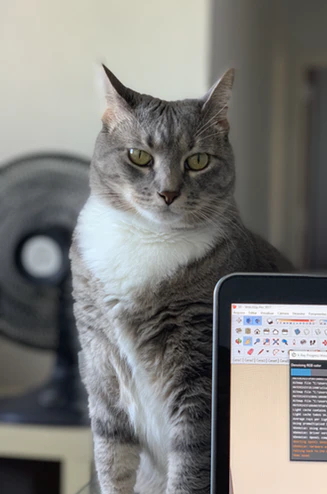 Cat sitting behind computer